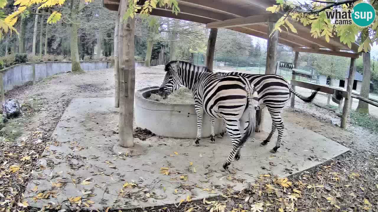 Zebre v živo v živalskem vrtu Ljubljana ZOO spletne kamere