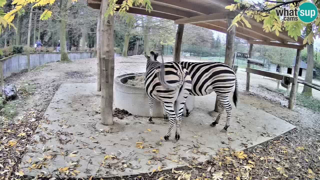 Live webcam Les zèbres in Ljubljana ZOO – Slovénie
