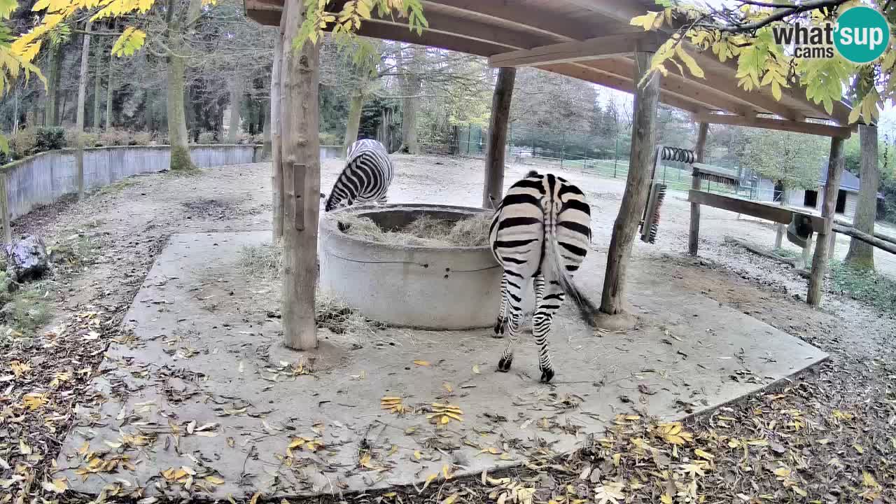 Live webcam Les zèbres in Ljubljana ZOO – Slovénie