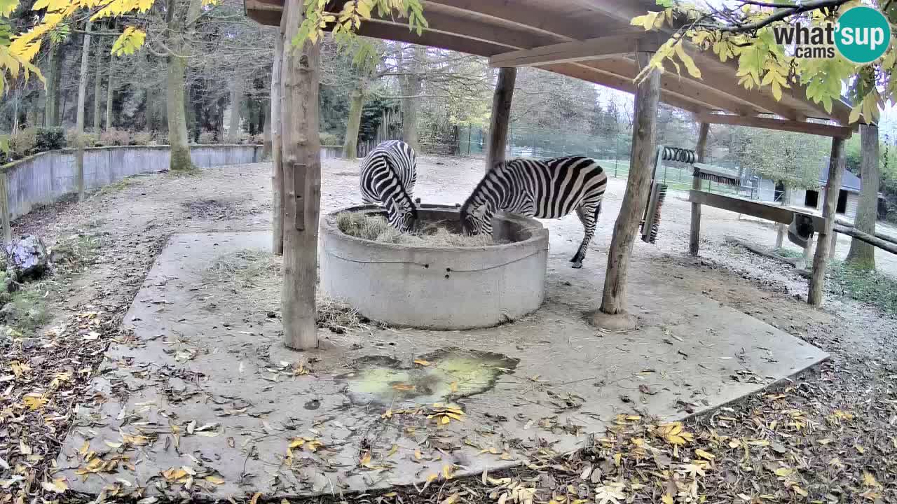 Le Zebre nello ZOO di Ljubljana – Slovenia Live webcam