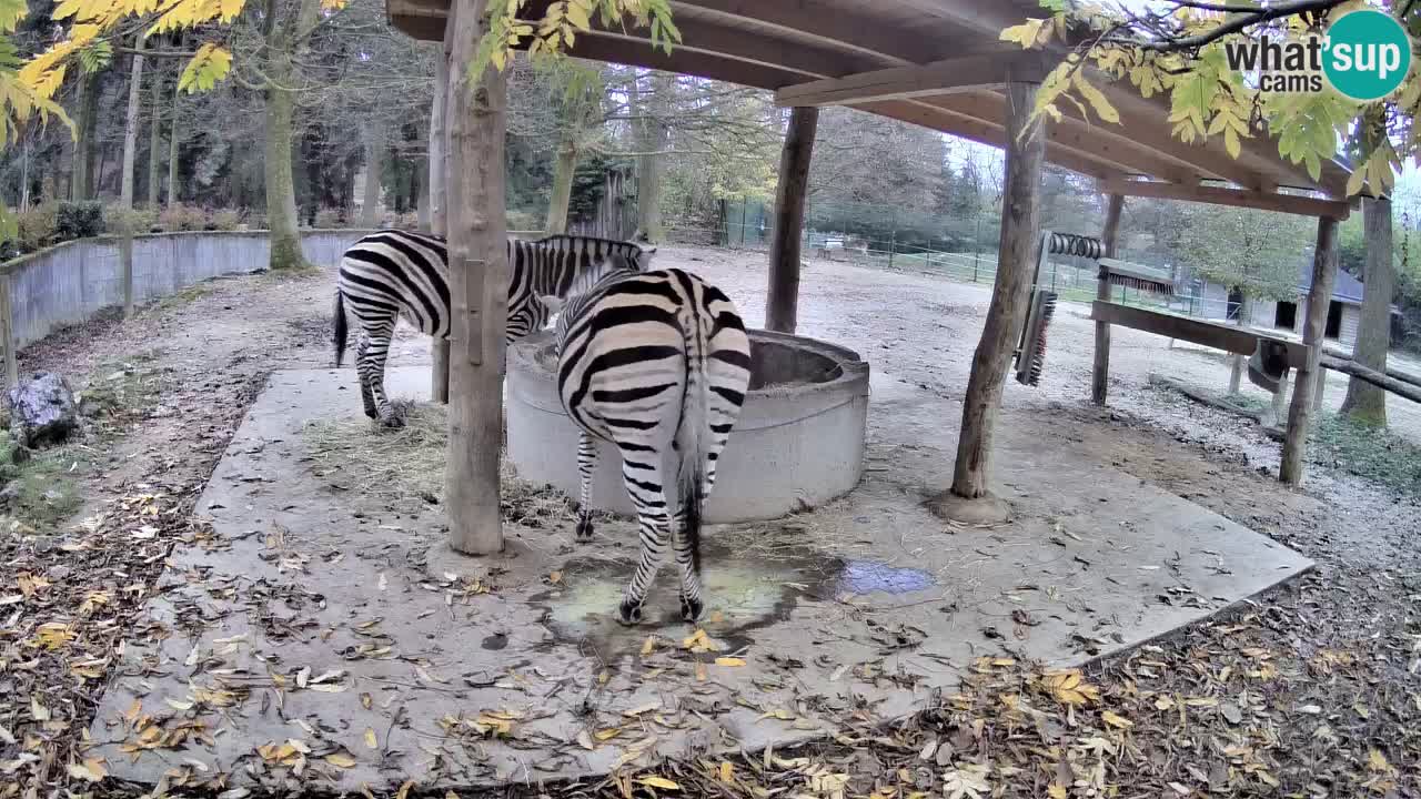 Live webcam Zebras in Ljubljana ZOO – Slovenia