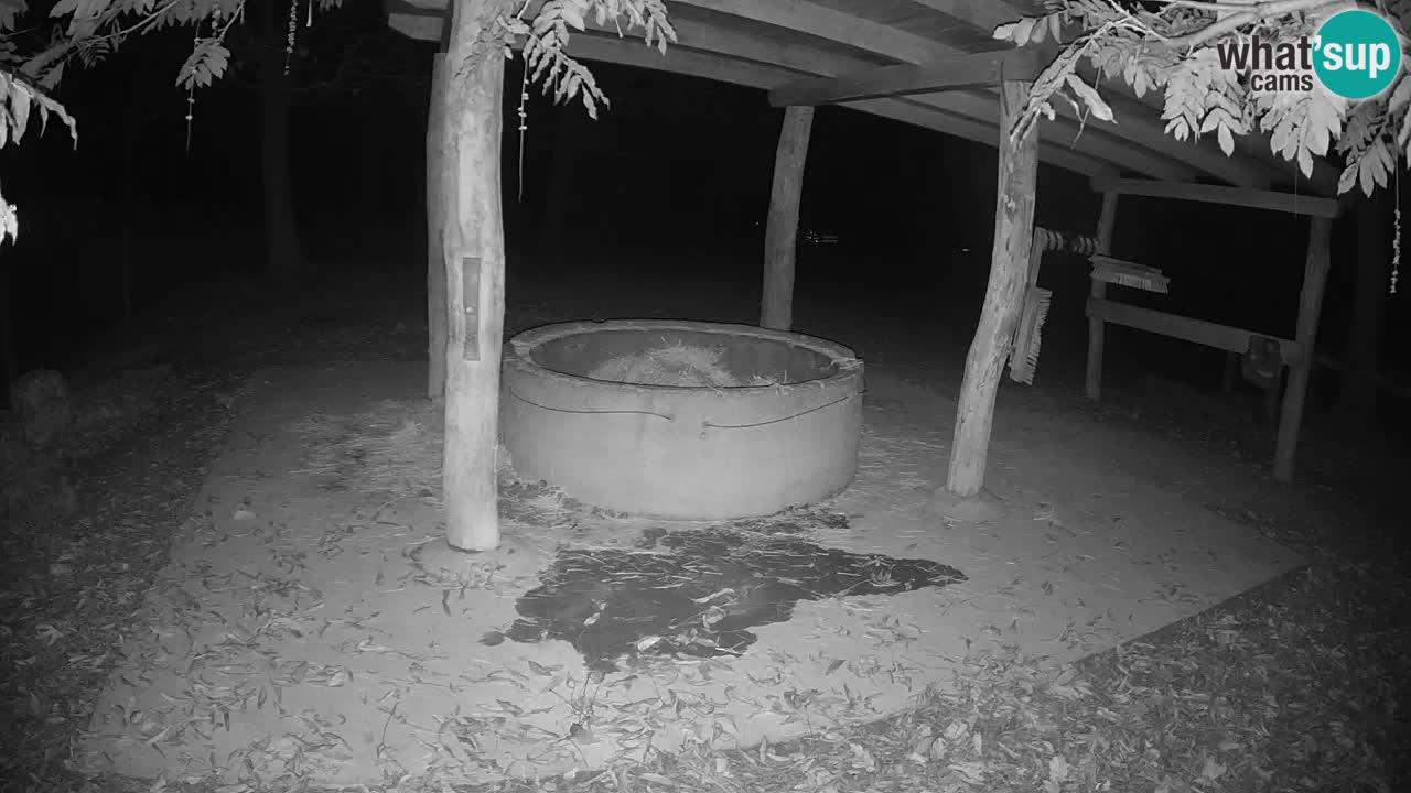 Live webcam Les zèbres in Ljubljana ZOO – Slovénie