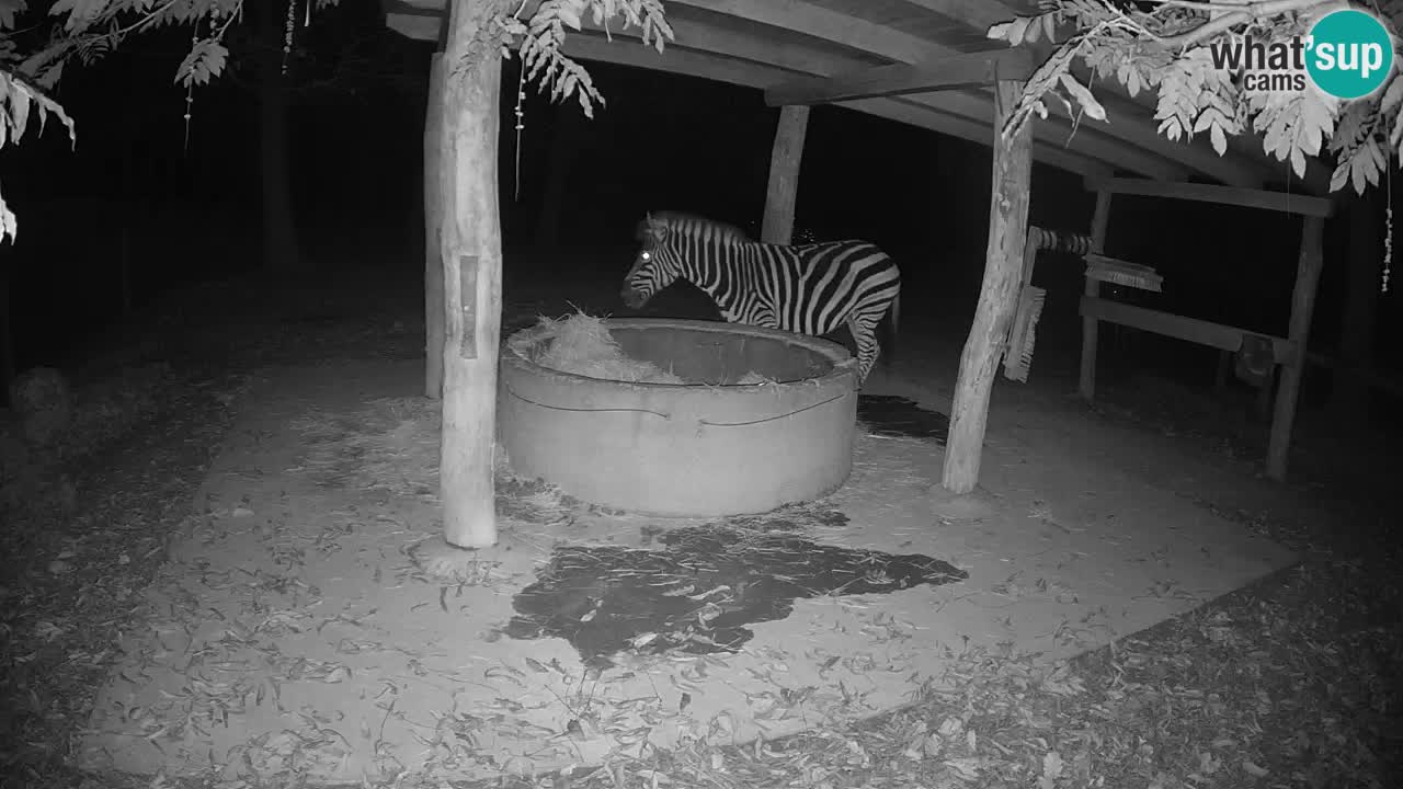 Live Webcam Zebras in Ljubljana ZOO – Slowenien