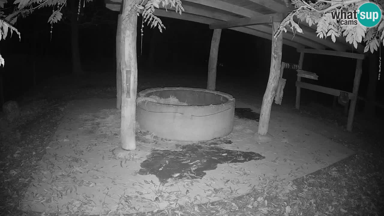 Zebre v živo v živalskem vrtu Ljubljana ZOO spletne kamere