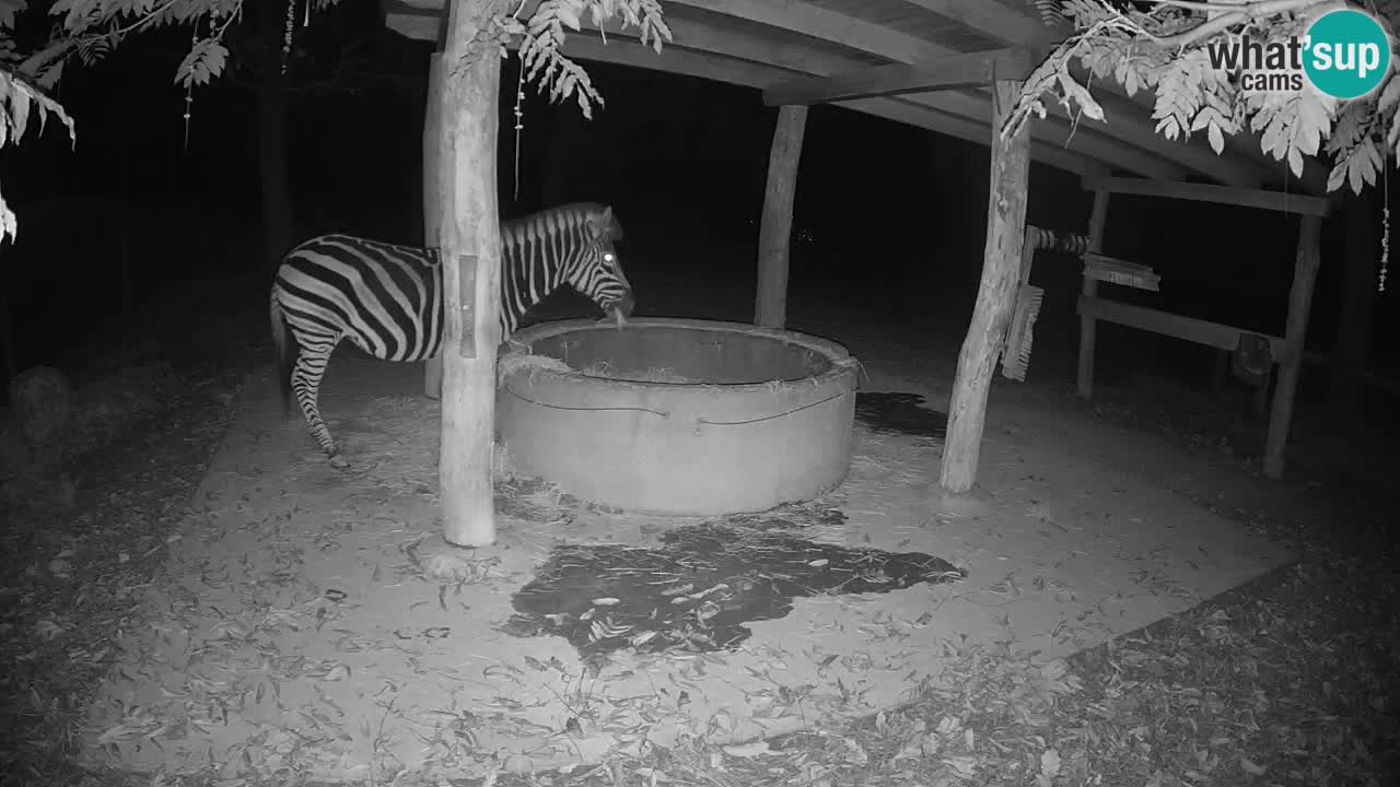 Web kamera uživo Zebras u ZOO Ljubljana – Slovenija