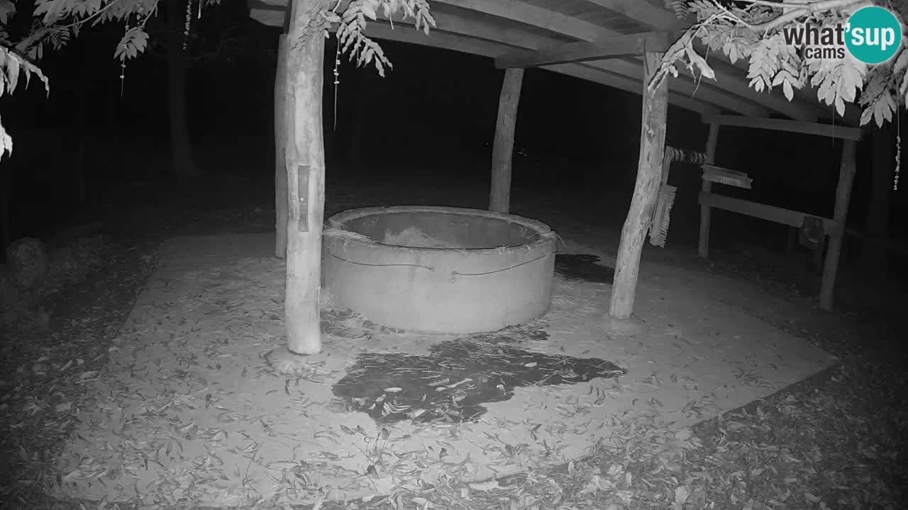 Live Webcam Zebras in Ljubljana ZOO – Slowenien