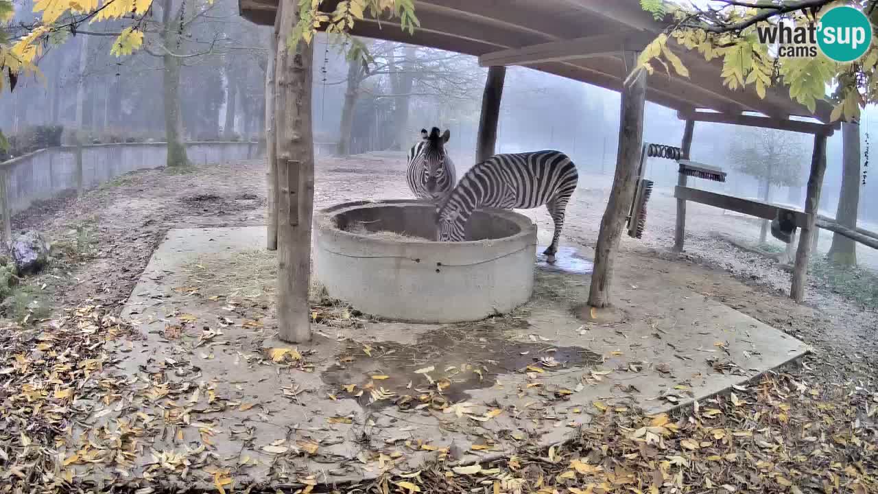 Zebre v živo v živalskem vrtu Ljubljana ZOO spletne kamere