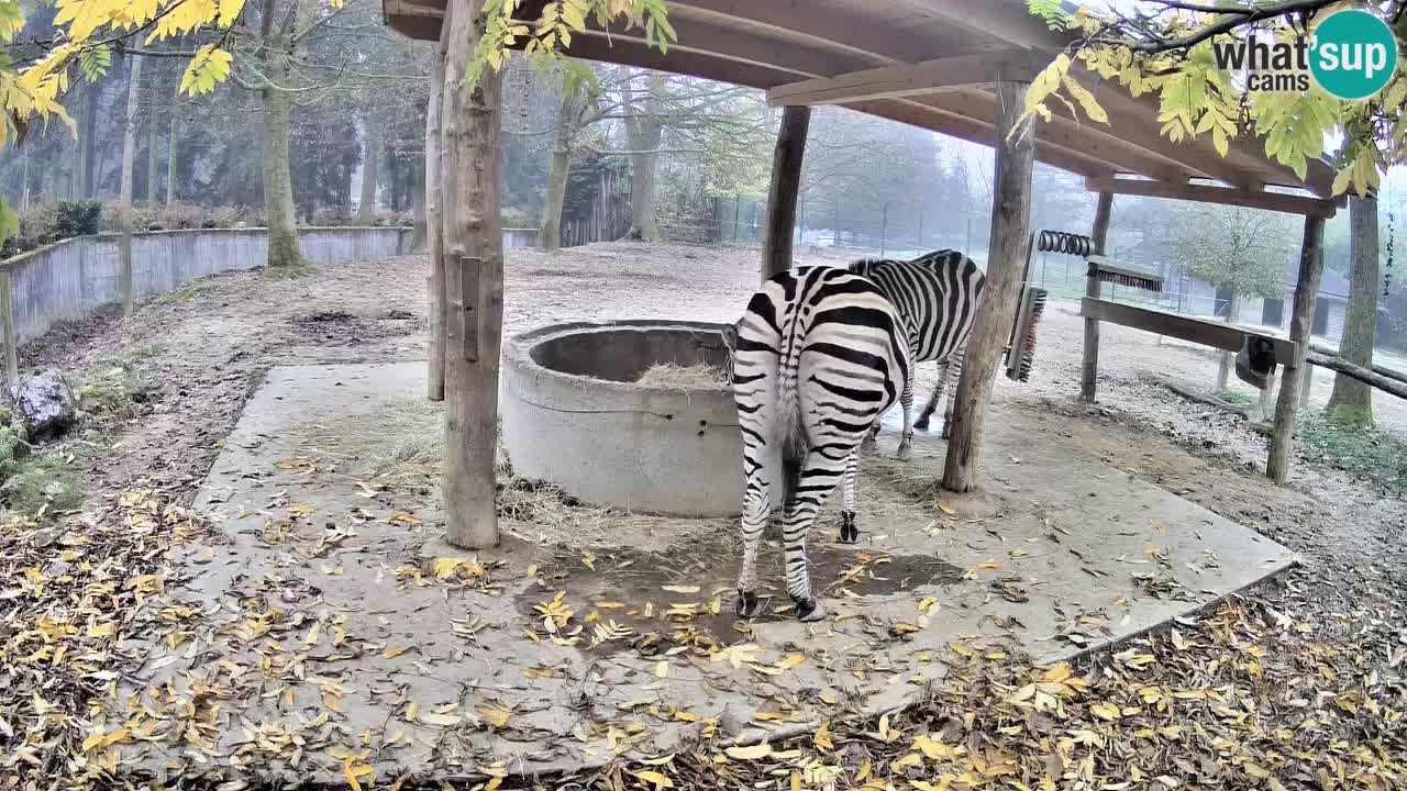 Zebre v živo v živalskem vrtu Ljubljana ZOO spletne kamere