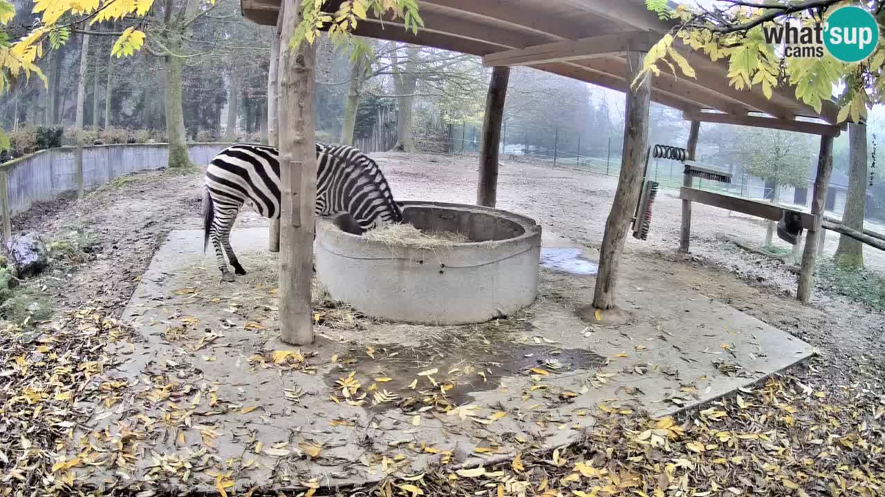 Camera en vivo Cebras in Ljubljana ZOO – Eslovenia