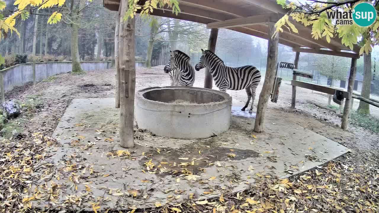 Zebre v živo v živalskem vrtu Ljubljana ZOO spletne kamere
