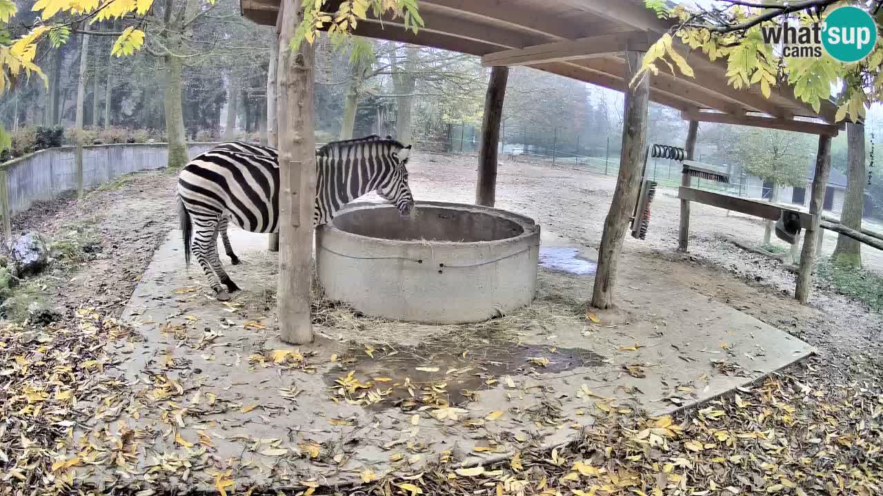 Web kamera uživo Zebras u ZOO Ljubljana – Slovenija