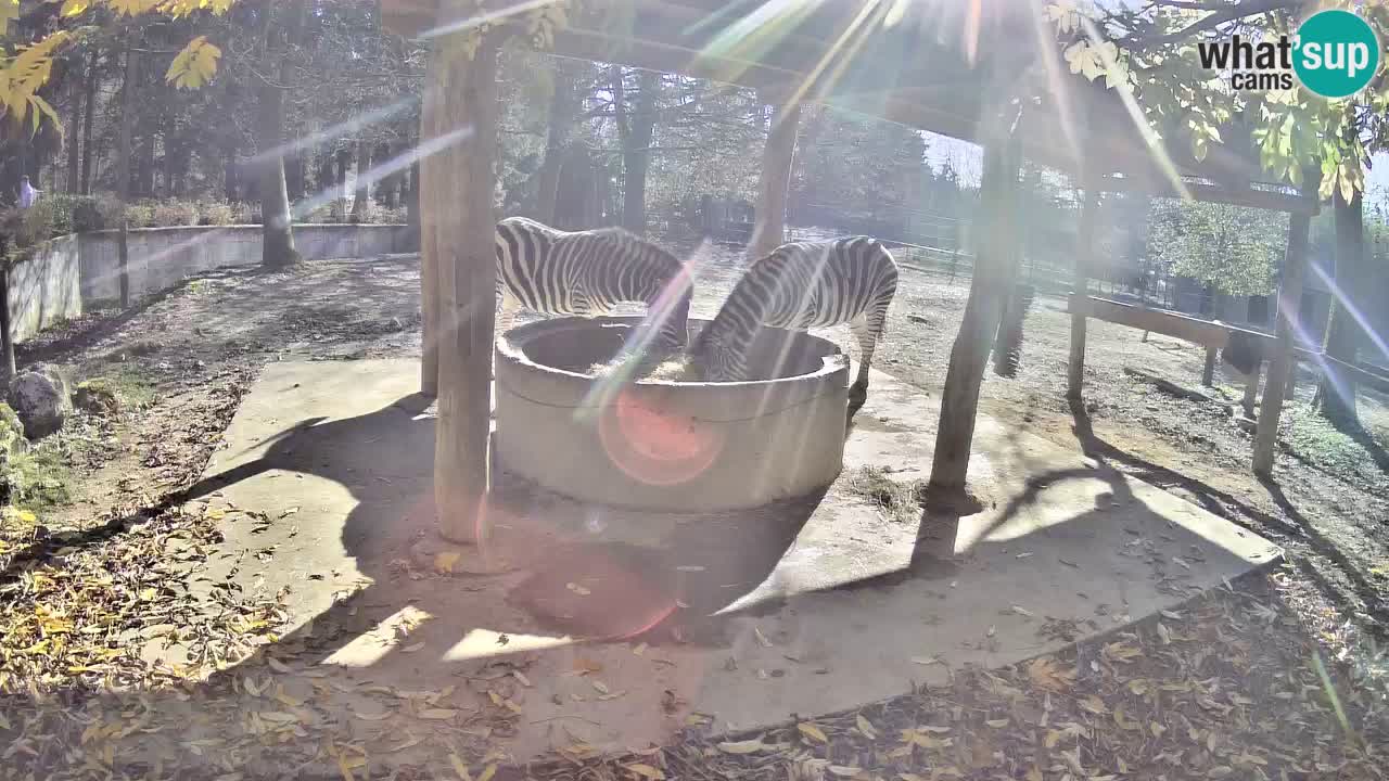 Live webcam Zebras in Ljubljana ZOO – Slovenia