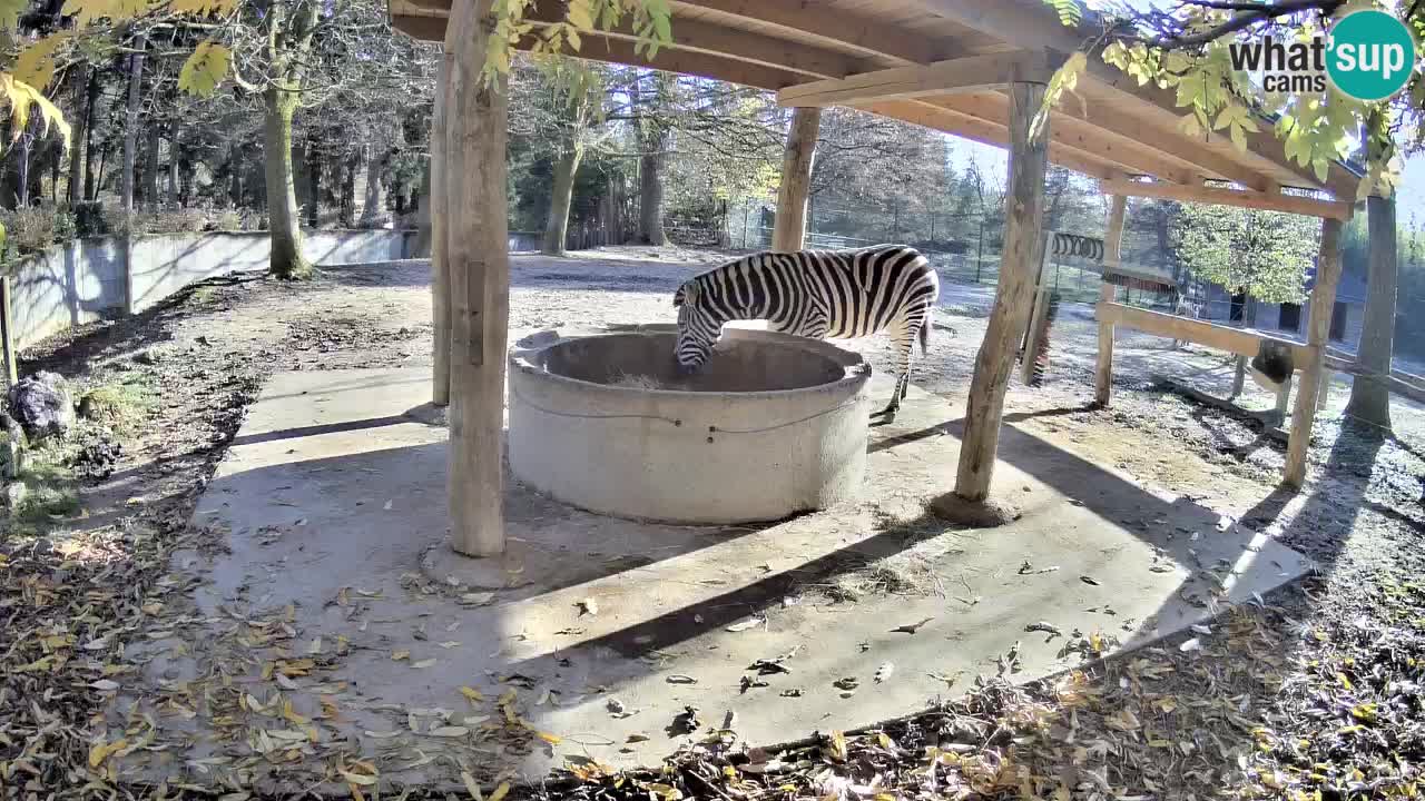 Zebre v živo v živalskem vrtu Ljubljana ZOO spletne kamere