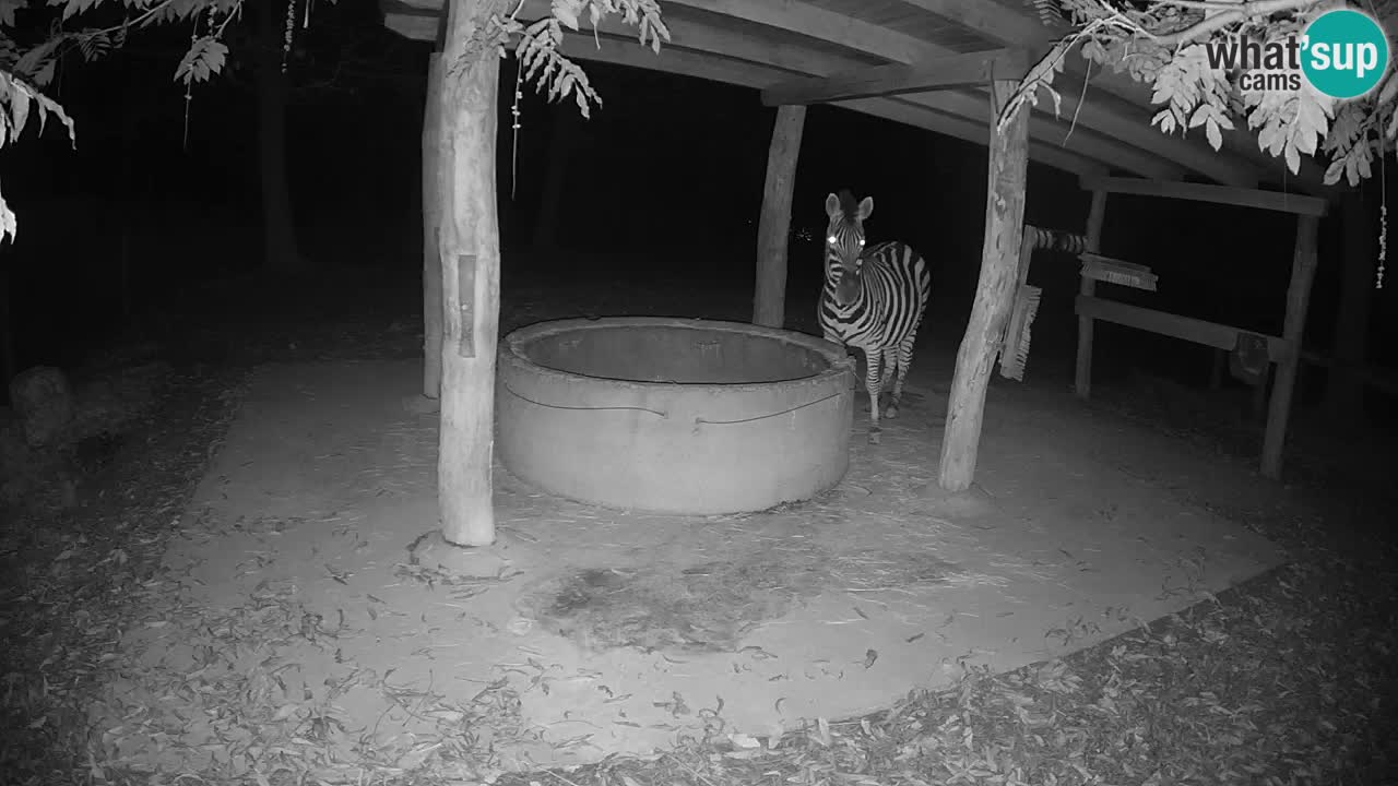 Zebre v živo v živalskem vrtu Ljubljana ZOO spletne kamere