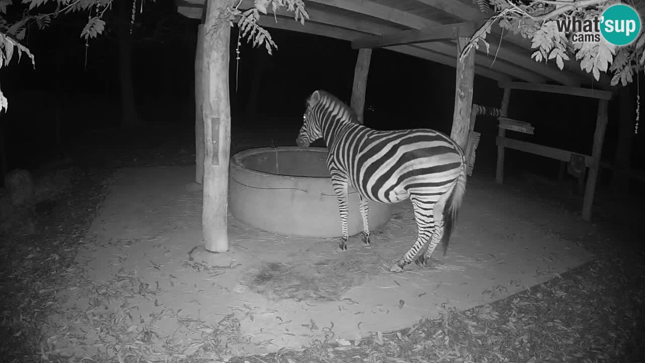 Zebre v živo v živalskem vrtu Ljubljana ZOO spletne kamere