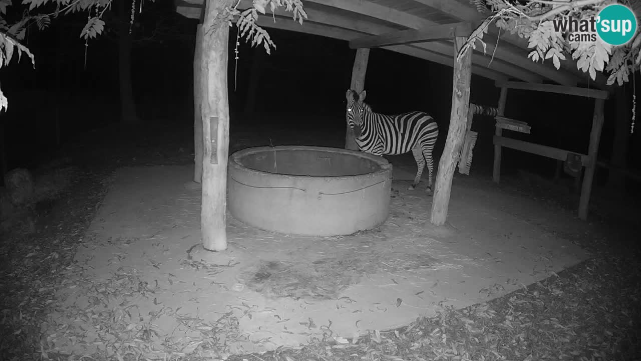 Zebre v živo v živalskem vrtu Ljubljana ZOO spletne kamere