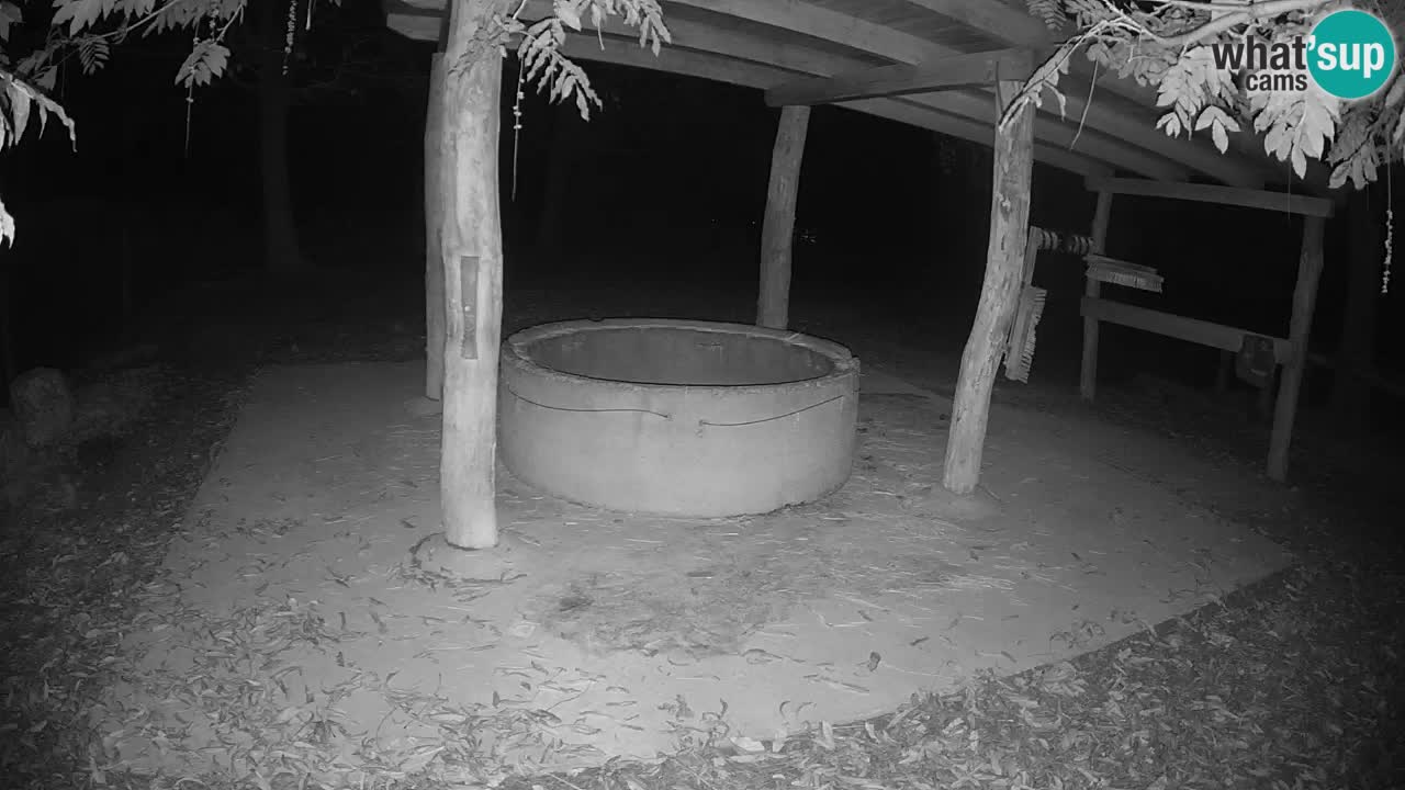 Live webcam Zebras in Ljubljana ZOO – Slovenia