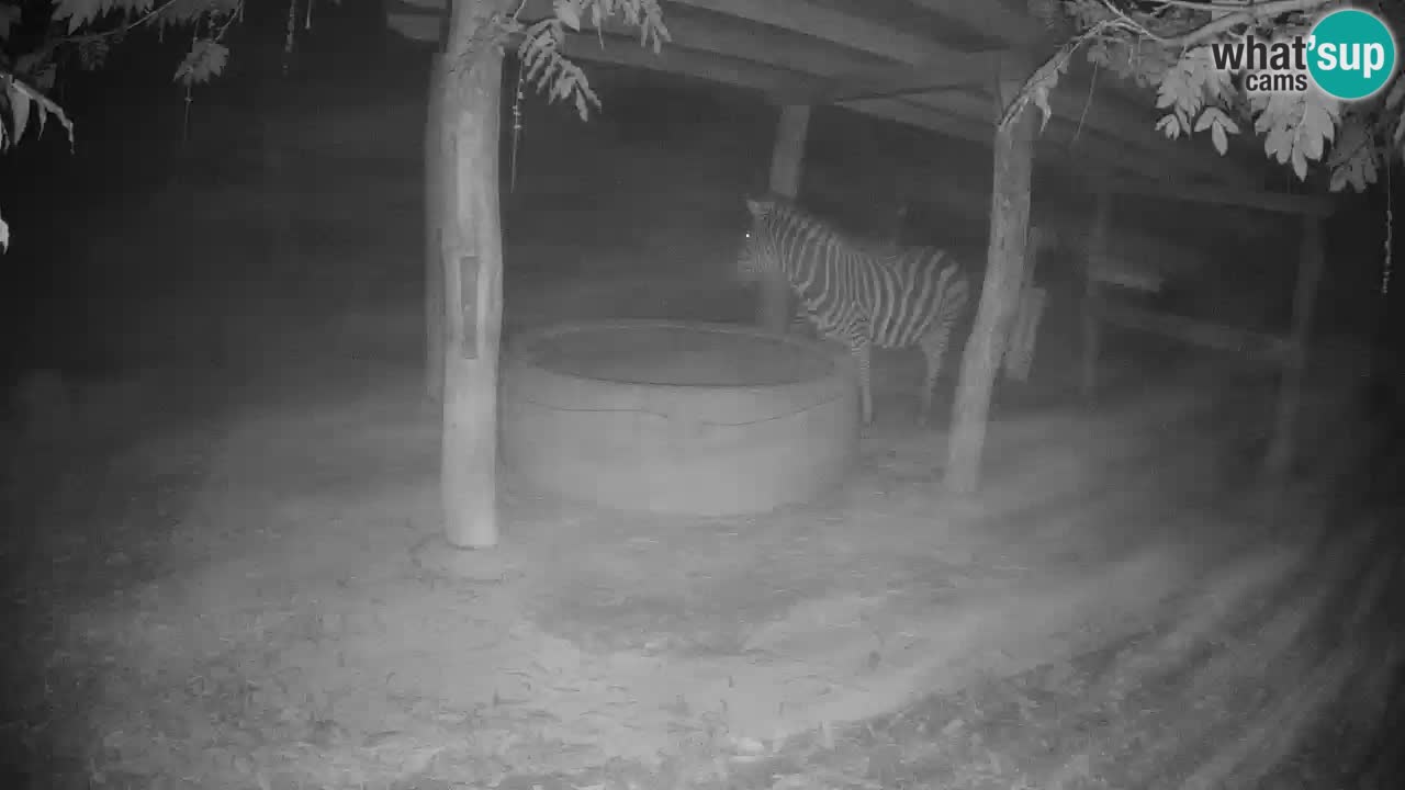 Web kamera uživo Zebras u ZOO Ljubljana – Slovenija