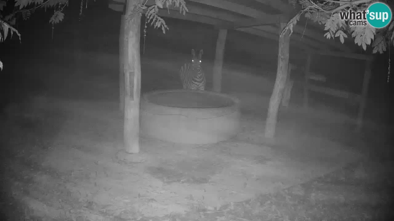 Live Webcam Zebras in Ljubljana ZOO – Slowenien