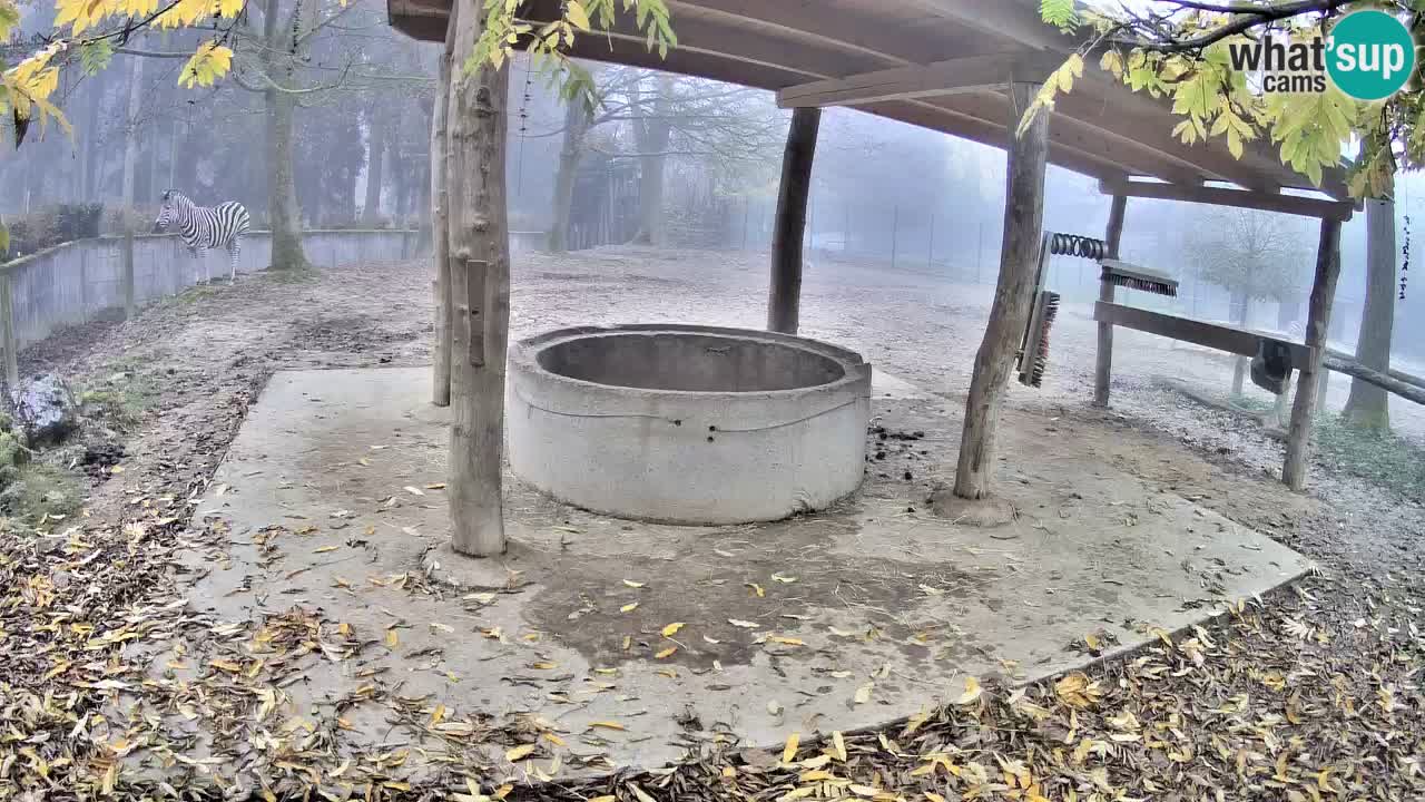 Web kamera uživo Zebras u ZOO Ljubljana – Slovenija
