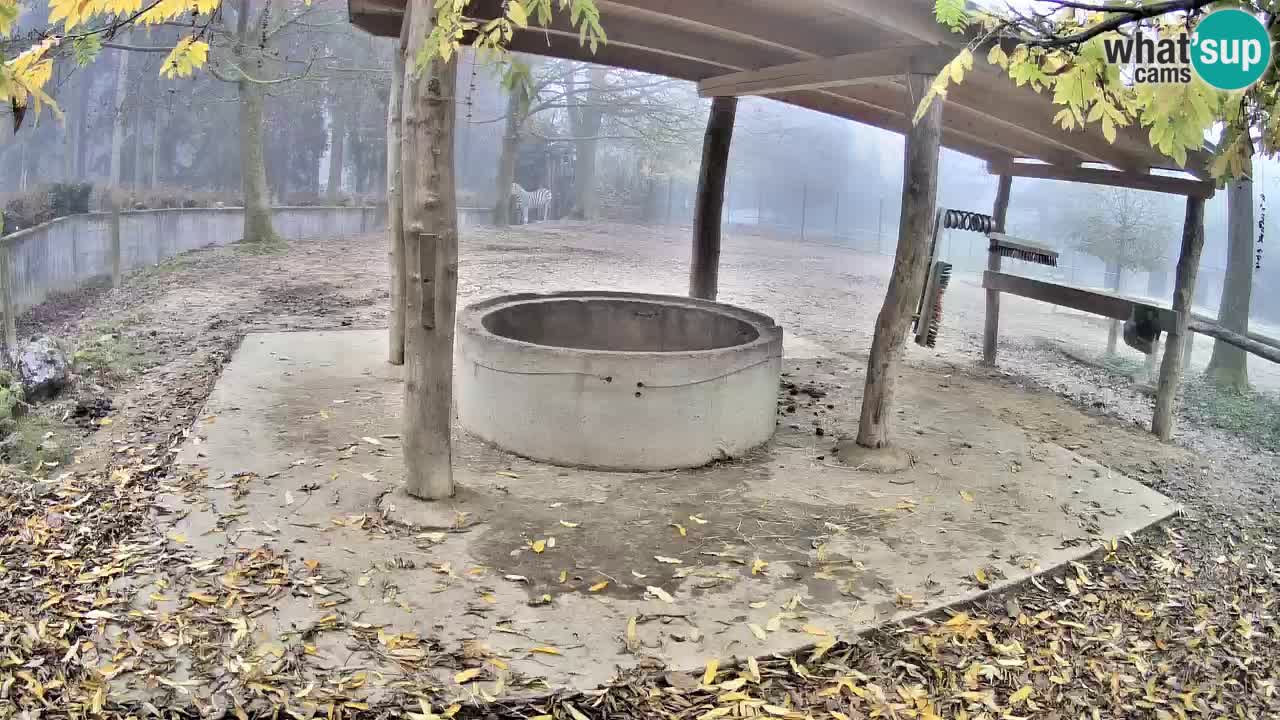 Live Webcam Zebras in Ljubljana ZOO – Slowenien