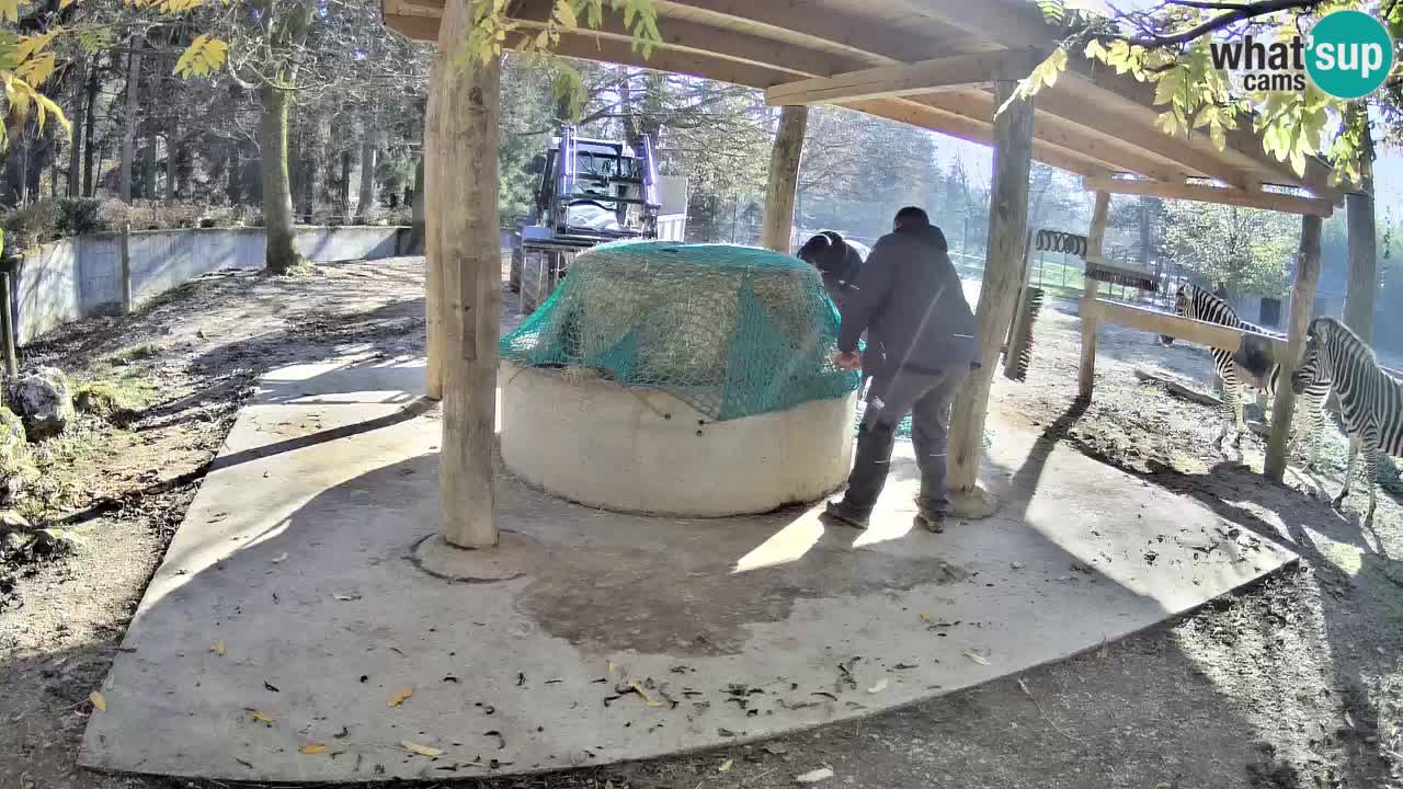 Zebre v živo v živalskem vrtu Ljubljana ZOO spletne kamere
