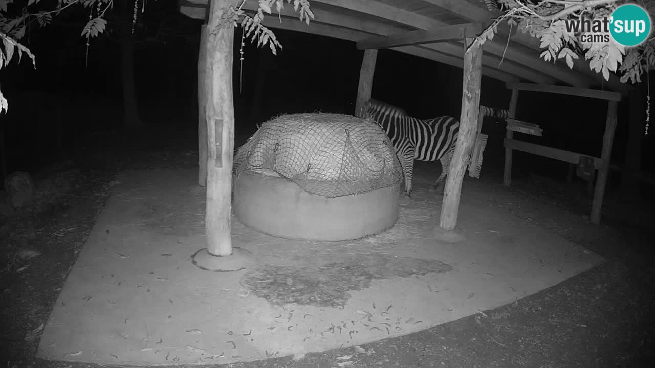 Live webcam Zebras in Ljubljana ZOO – Slovenia