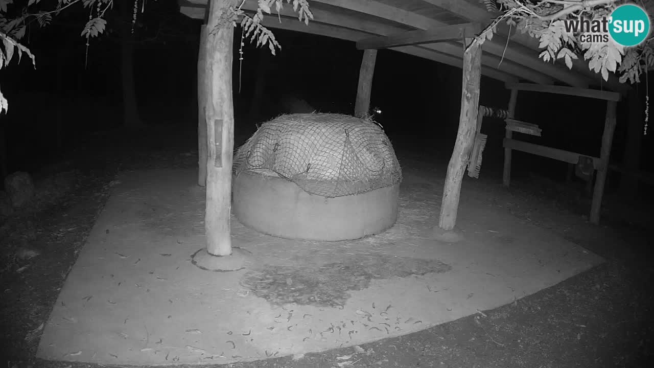 Live Webcam Zebras in Ljubljana ZOO – Slowenien