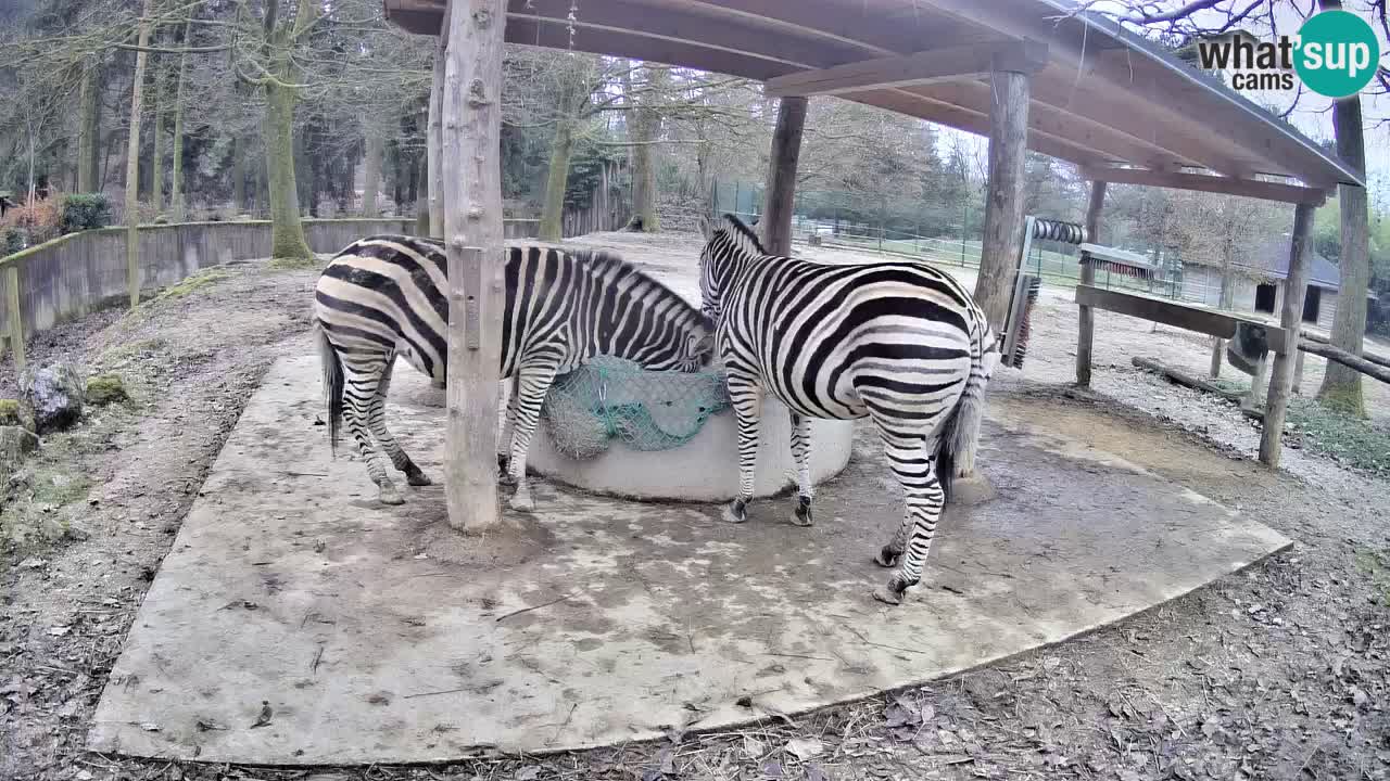 Live webcam Zebras in Ljubljana ZOO – Slovenia
