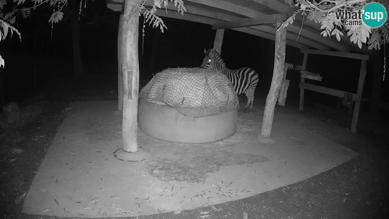 Live Webcam Zebras in Ljubljana ZOO – Slowenien