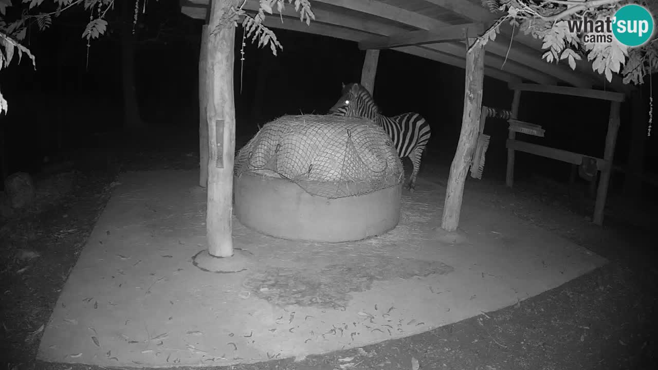 Web kamera uživo Zebras u ZOO Ljubljana – Slovenija