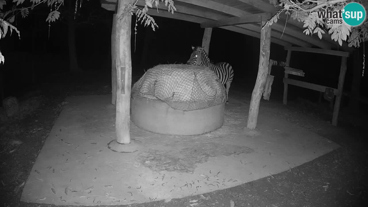 Zebre v živo v živalskem vrtu Ljubljana ZOO spletne kamere