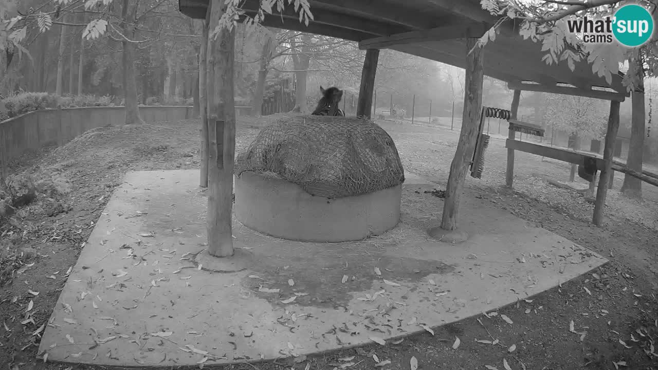 Le Zebre nello ZOO di Ljubljana – Slovenia Live webcam
