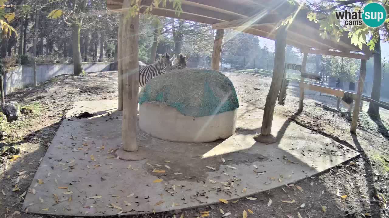 Le Zebre nello ZOO di Ljubljana – Slovenia Live webcam