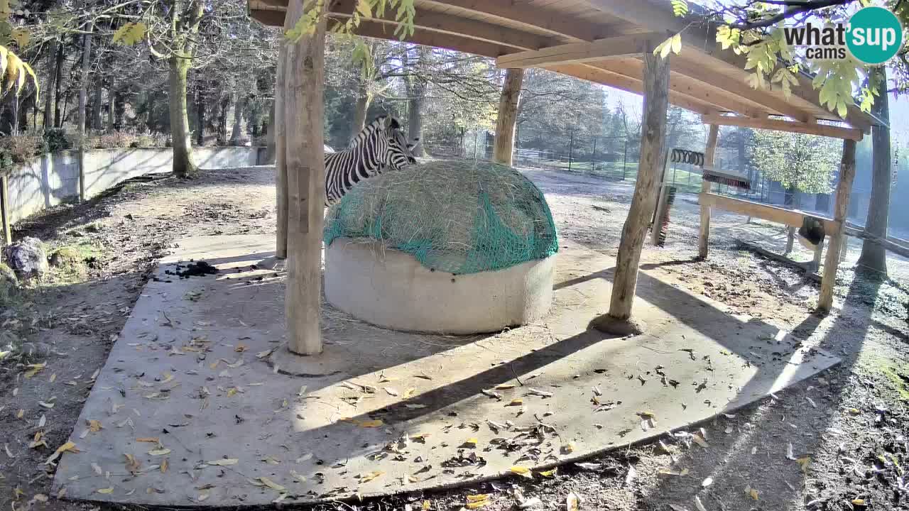 Live webcam Zebras in Ljubljana ZOO – Slovenia