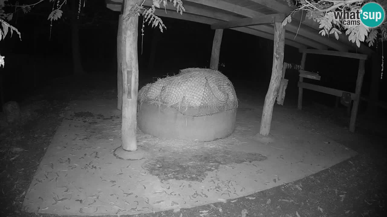 Camera en vivo Cebras in Ljubljana ZOO – Eslovenia