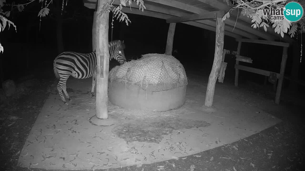 Zebre v živo v živalskem vrtu Ljubljana ZOO spletne kamere