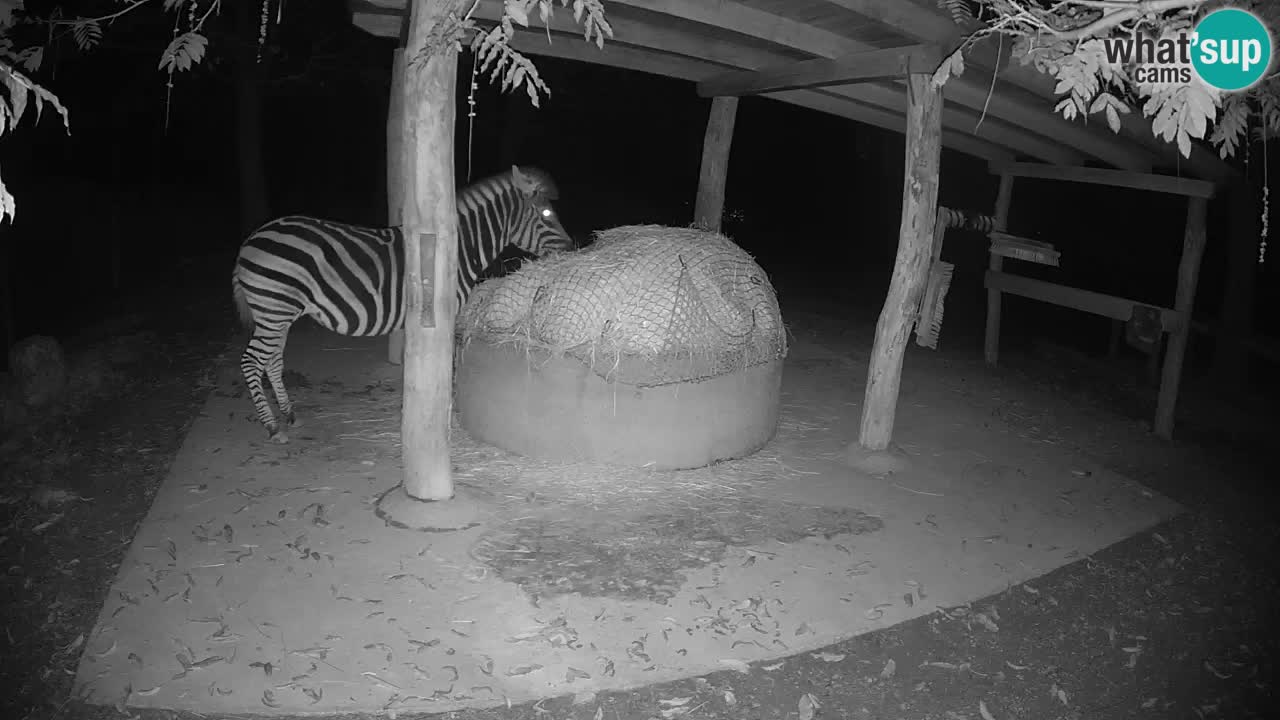 Live webcam Zebras in Ljubljana ZOO – Slovenia