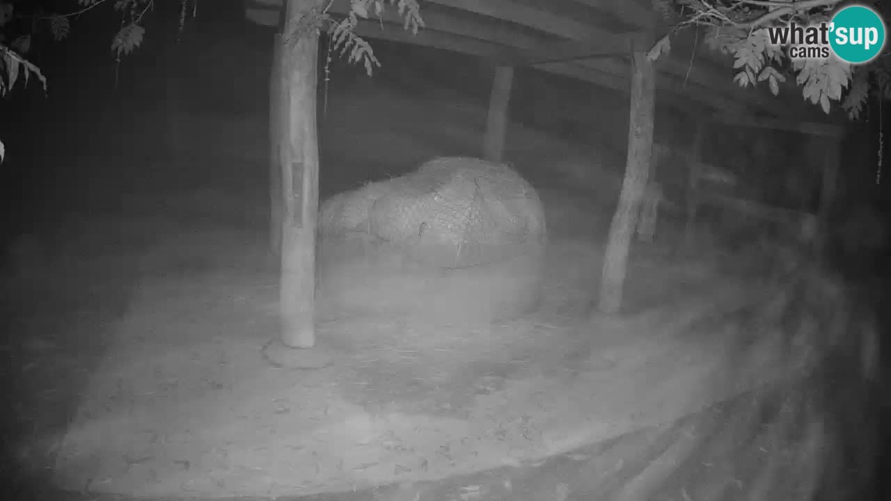 Le Zebre nello ZOO di Ljubljana – Slovenia Live webcam