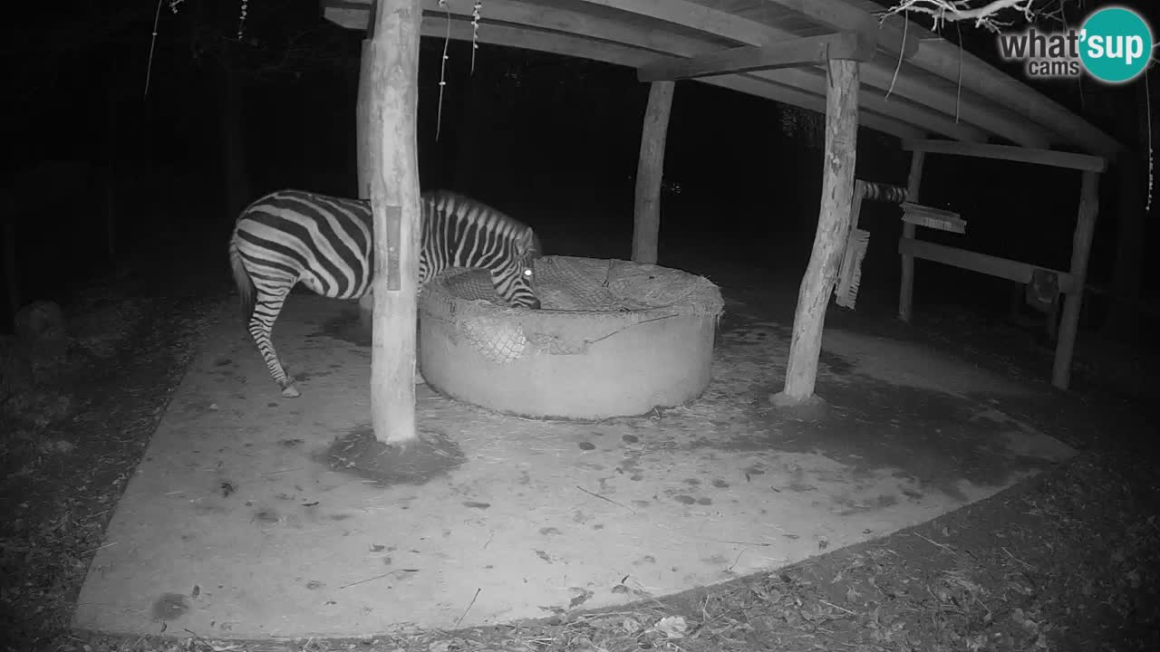 Zebre v živo v živalskem vrtu Ljubljana ZOO spletne kamere
