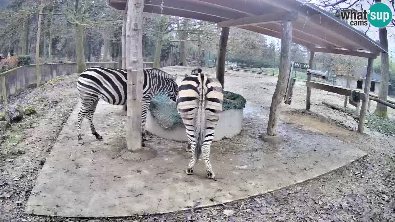 Le Zebre nello ZOO di Ljubljana – Slovenia Live webcam