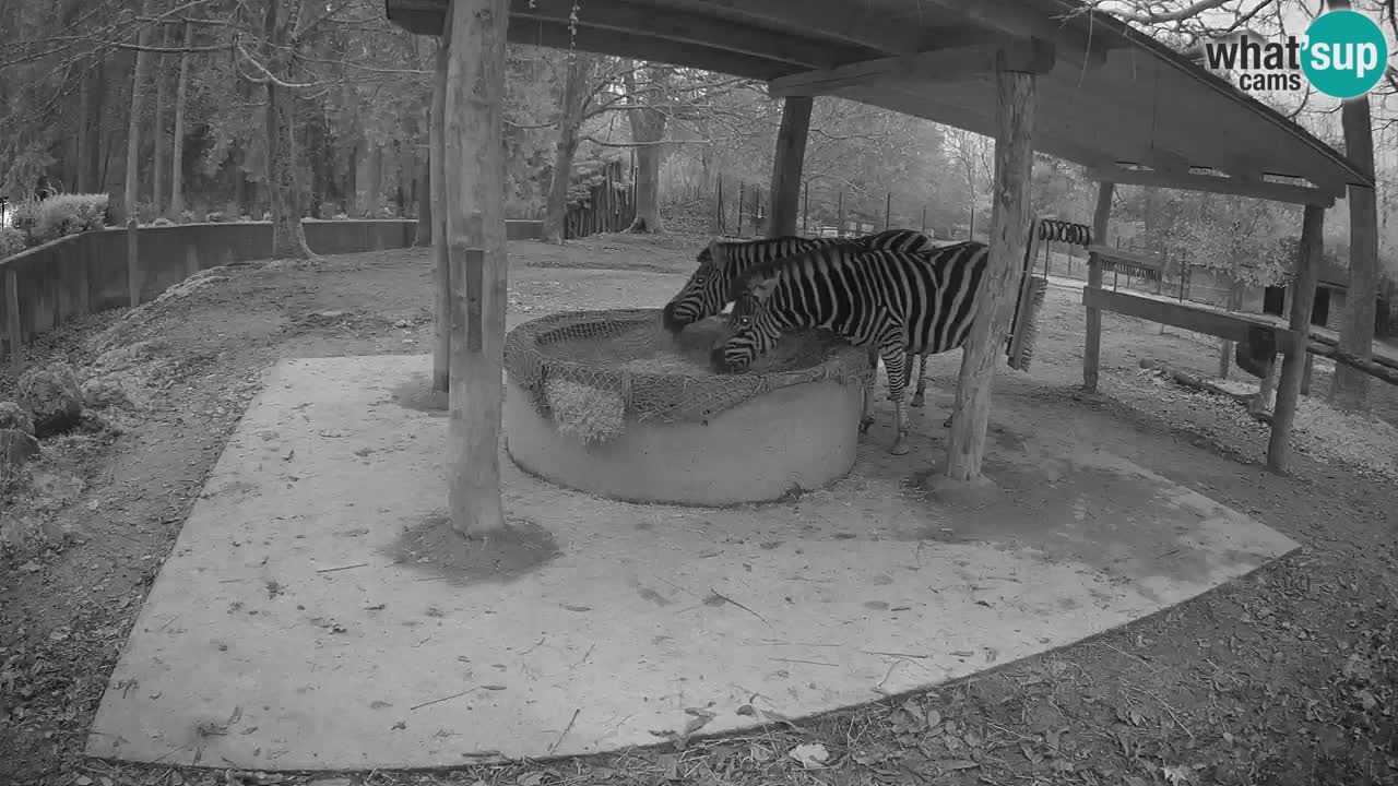 Zebre v živo v živalskem vrtu Ljubljana ZOO spletne kamere