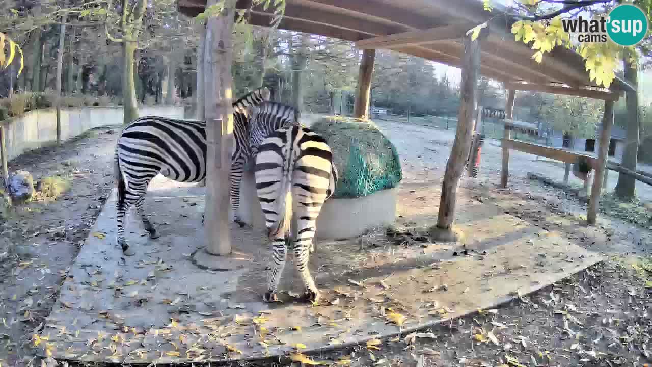 Web kamera uživo Zebras u ZOO Ljubljana – Slovenija