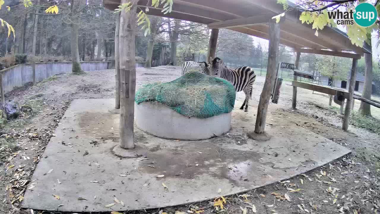 Web kamera uživo Zebras u ZOO Ljubljana – Slovenija