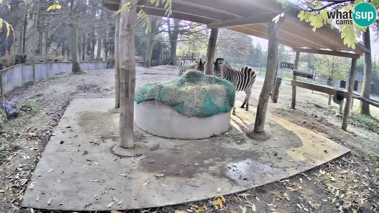 Web kamera uživo Zebras u ZOO Ljubljana – Slovenija
