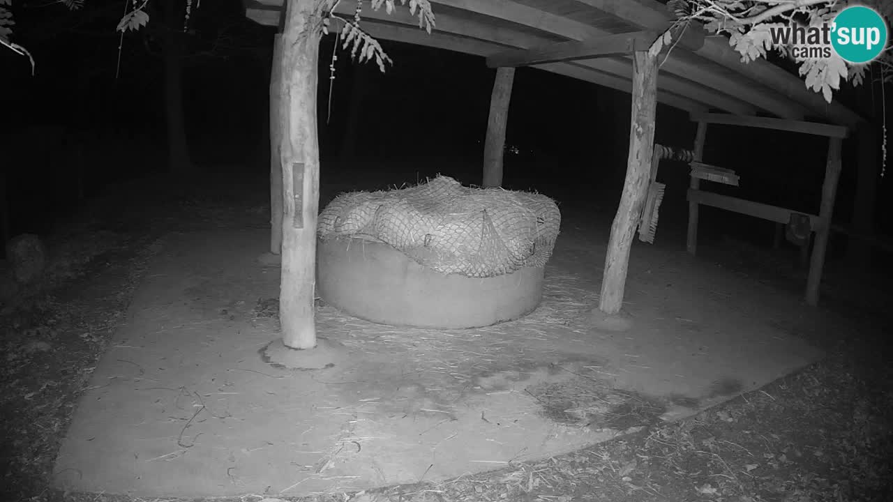 Le Zebre nello ZOO di Ljubljana – Slovenia Live webcam