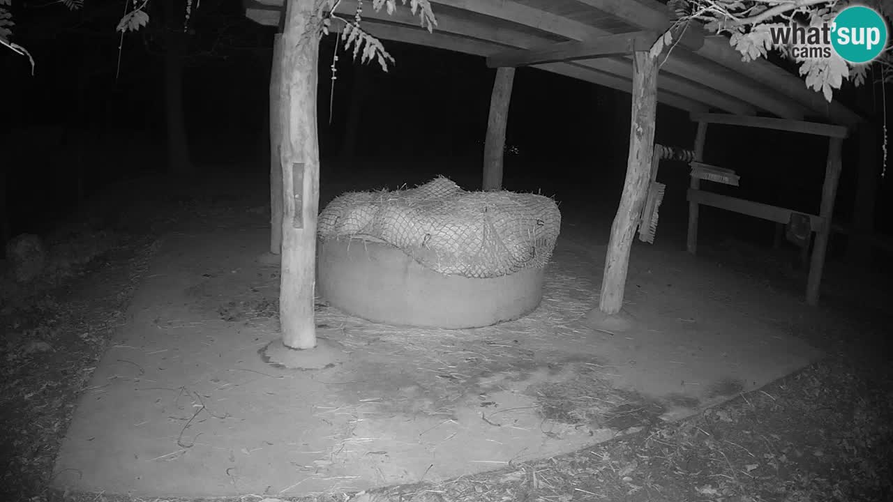 Le Zebre nello ZOO di Ljubljana – Slovenia Live webcam