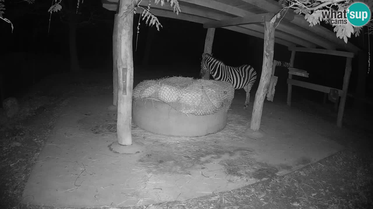 Le Zebre nello ZOO di Ljubljana – Slovenia Live webcam