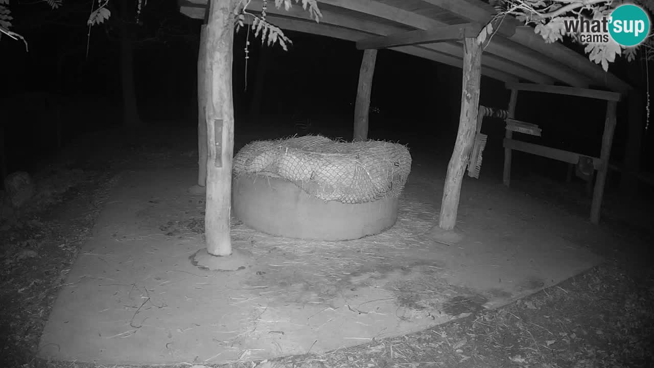 Camera en vivo Cebras in Ljubljana ZOO – Eslovenia