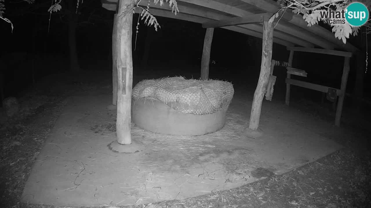 Live webcam Zebras in Ljubljana ZOO – Slovenia